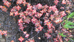 Crassula rupestris