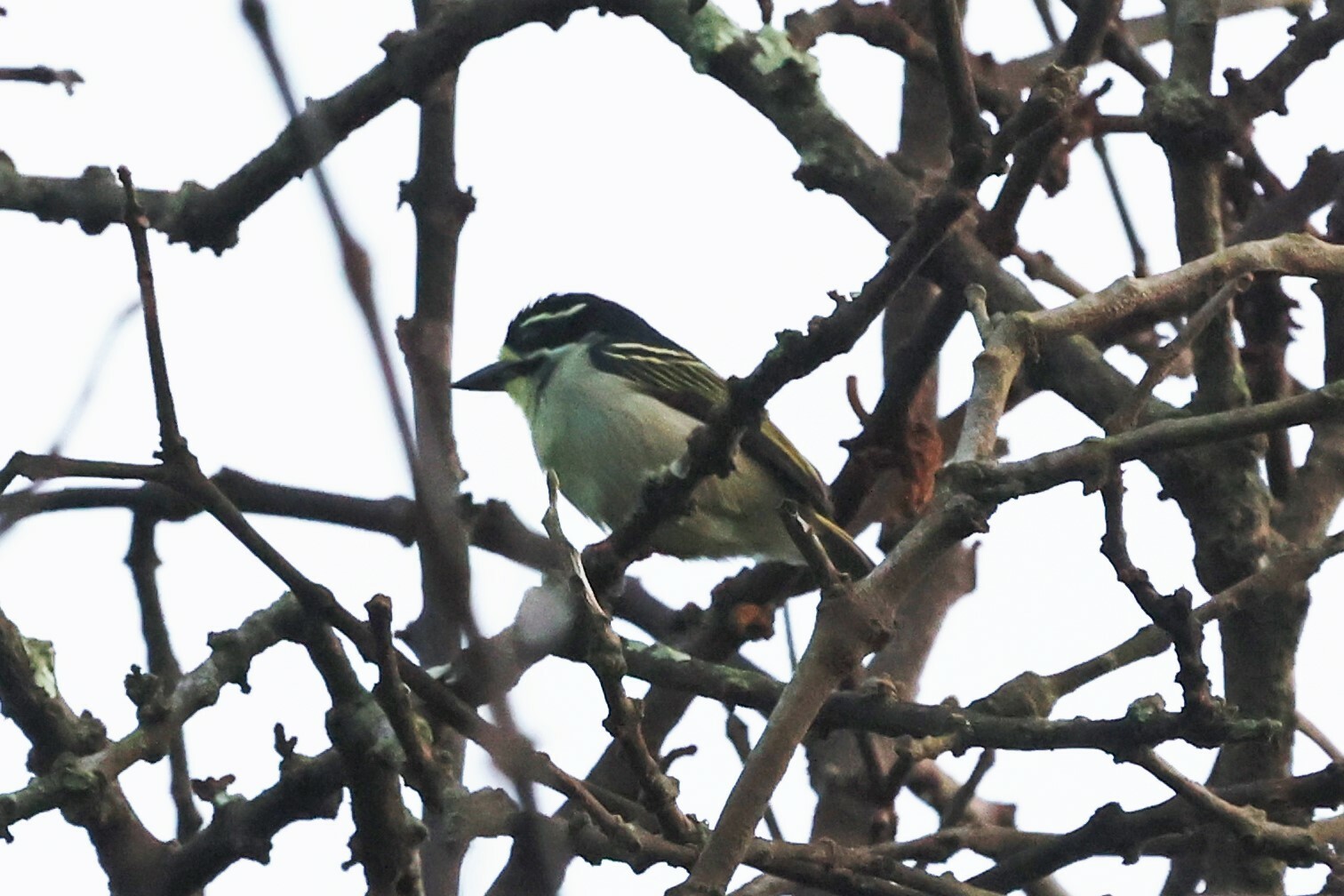 Yellow-throated Tinkerbird (Pogoniulus subsulphureus), photo 8