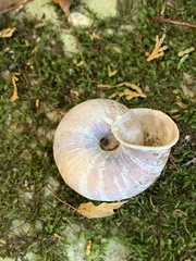 Euhadra senckenbergiana