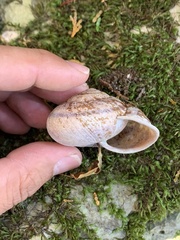 Euhadra senckenbergiana