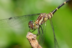 Nannophlebia eludens