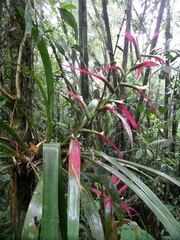 Guzmania wittmackii