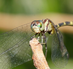 Nannophlebia eludens