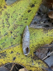 Mirus reinianus