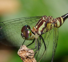 Nannophlebia eludens