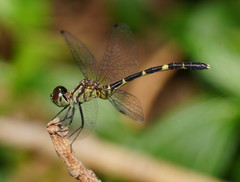 Nannophlebia eludens