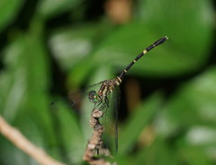 Nannophlebia eludens