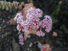 Crassula rupestris