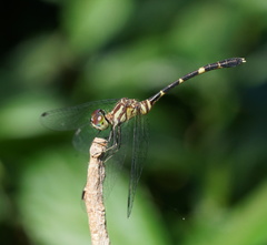 Nannophlebia eludens