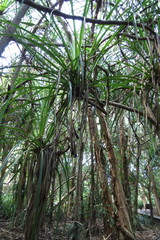 Pandanus solms-laubachii