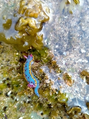 Hypselodoris bennetti