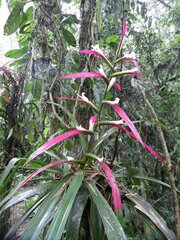 Guzmania wittmackii