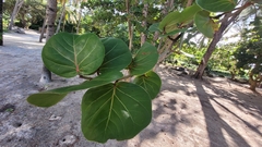 Coccoloba uvifera