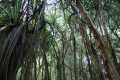 Pandanus solms-laubachii