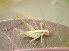 Polichne