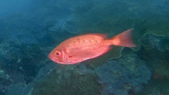 Priacanthus hamrur