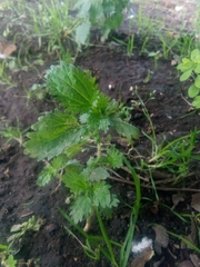 Urtica urens