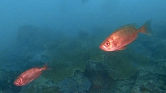Priacanthus hamrur