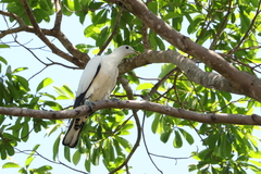 Ducula spilorrhoa