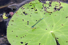 Austroagrion exclamationis