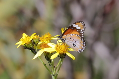 Danaus petilia