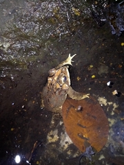 Duttaphrynus melanostictus