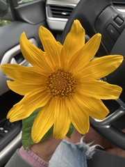 Tithonia diversifolia