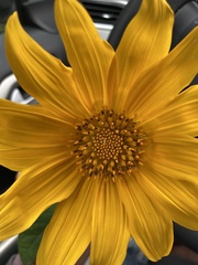 Tithonia diversifolia