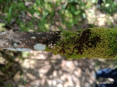 Melanohalea exasperatula