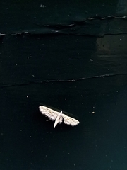 Parapoynx fluctuosalis