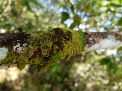 Melanohalea exasperatula