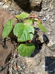 Handroanthus chrysanthus