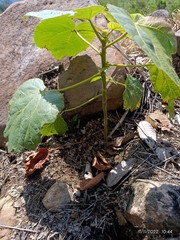 Handroanthus chrysanthus