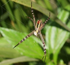 Argiope picta