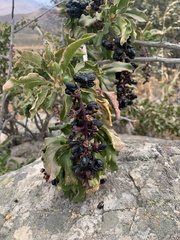 Anisomeria littoralis