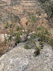 Anisomeria littoralis