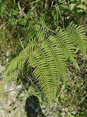 Macrothelypteris torresiana