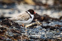 Thinornis cucullatus