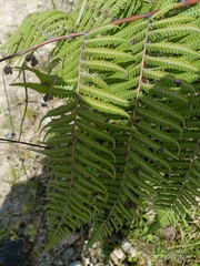 Macrothelypteris torresiana