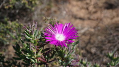 Lampranthus haworthii