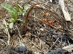 Solanum pimpinellifolium
