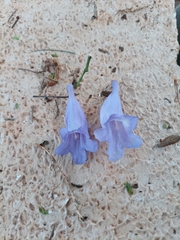Jacaranda mimosifolia
