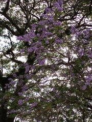 Jacaranda mimosifolia