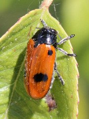 Clytra quadripunctata
