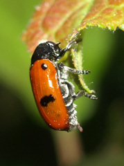 Clytra quadripunctata