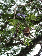 Jacaranda mimosifolia