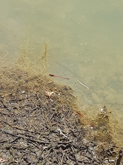 Xanthocnemis zealandica