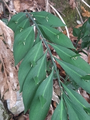 Ruscus hypoglossum