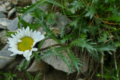 Leucanthemum halleri