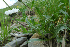 Leucanthemum halleri